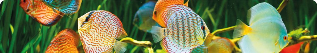 Alles voor je aquarium