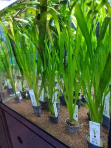 Aquariumplanten zijn essentieel voor een gezond aquarium